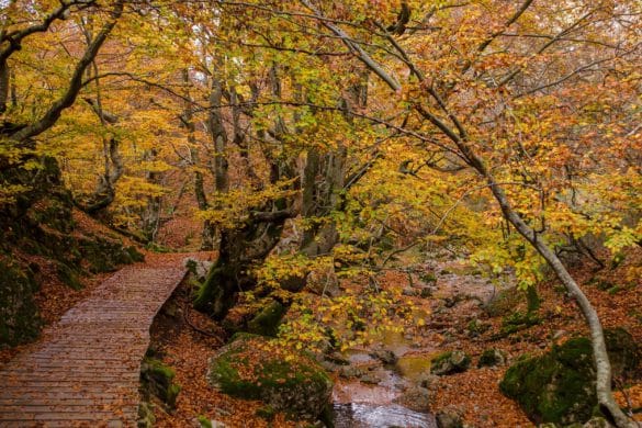 Los 8 bosques más bonitos de León