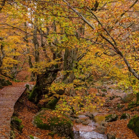 Faedo de Ciñera, uno de los bosques más bonitos de León