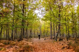 Planes para una escapada rural en otoño en Castilla y León