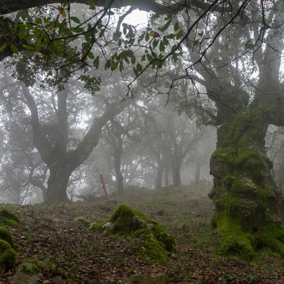 Los Alcornocales, Cádiz