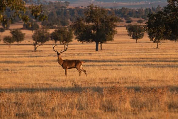 Planes para una escapada rural en otoño en Cabañeros