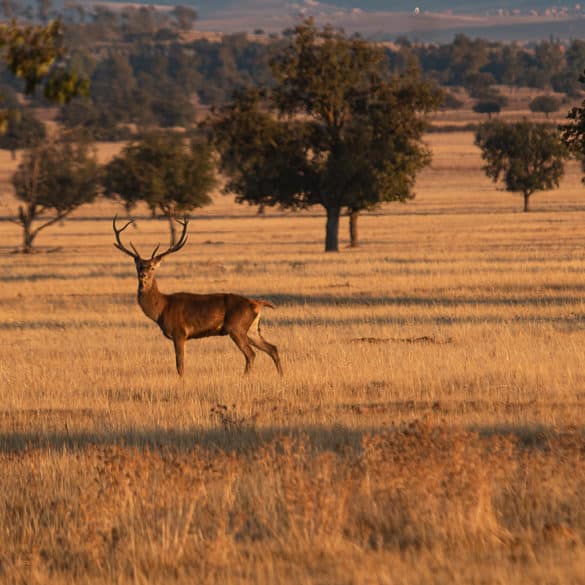 Parque Nacional de Cabañeros