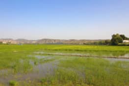 4 paseos por algunos de los arrozales más bonitos de España