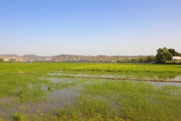 4 paseos por algunos de los arrozales más bonitos de España