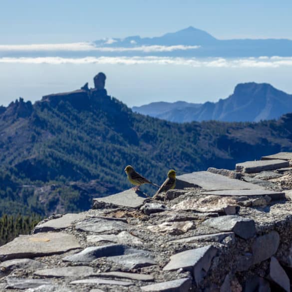 Mirador Pico de las Nieves