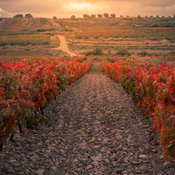 Planes en pareja: Senderos del Vino en La Rioja