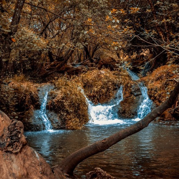 Bosque de Huéznar