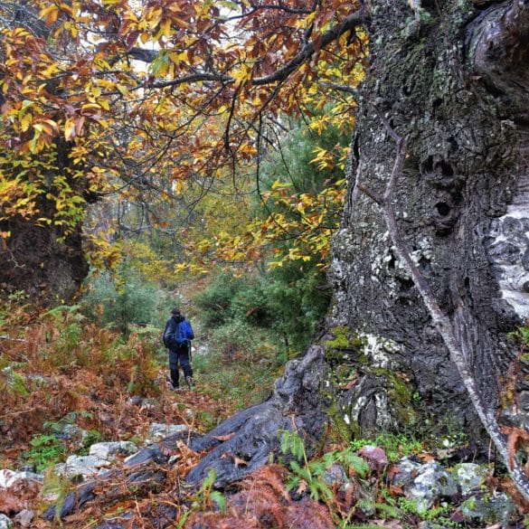 El Castañar en Cáceres