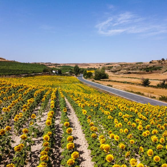 Campos de girasoles en La Bureba, Burgos