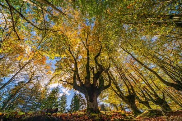 Hayedo de Otzarreta, el bosque encantado que deberías visitar este otoño