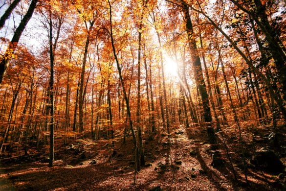 Planes para una escapada rural en otoño en Cataluña