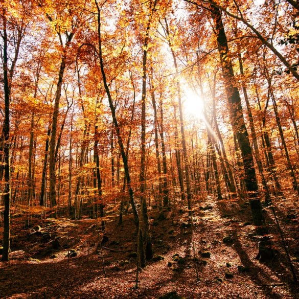 Montseny en otoño, Cataluña