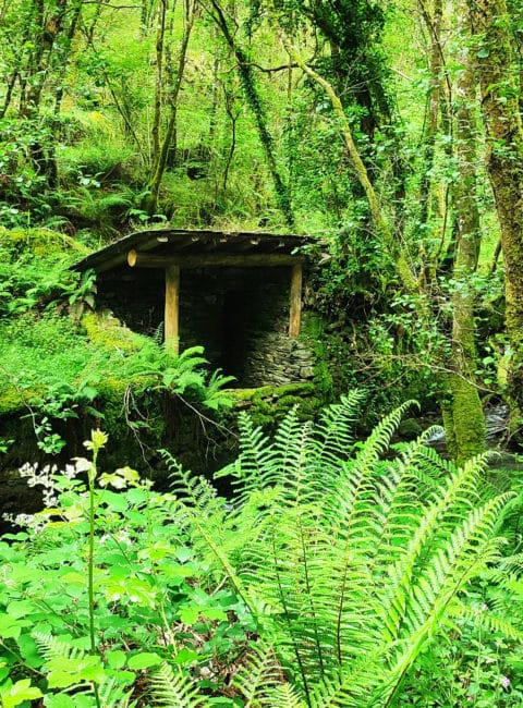 Bosque de A Seimeira