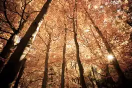 Otoño en el Parque Natural del Moncayo: paisajes de cuento, setas, misterio y brujas