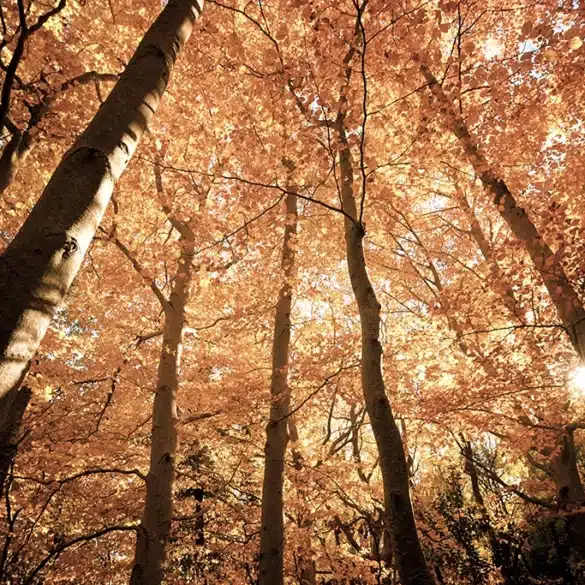 Otoño en el Parque Natural del Moncayo.