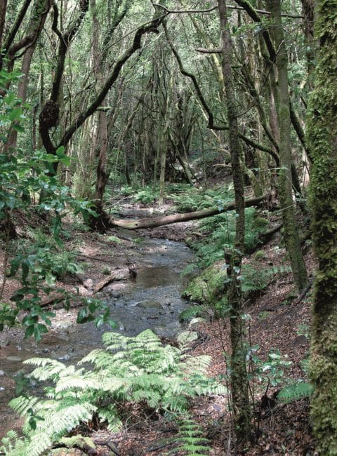 Bosque del Cedro