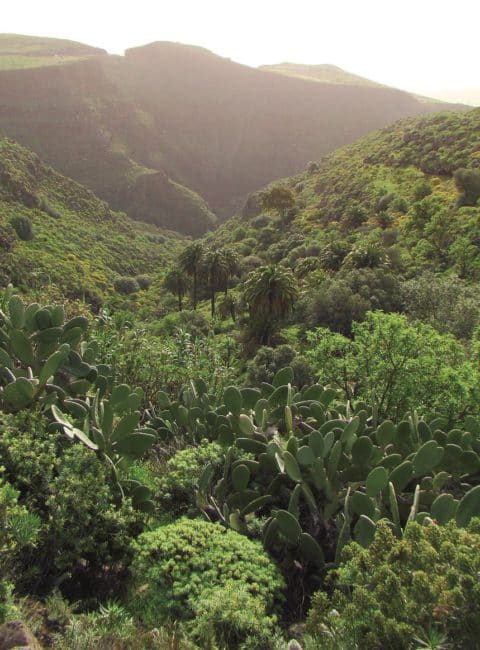 Monumento Natural del Barranco de Guayadeque