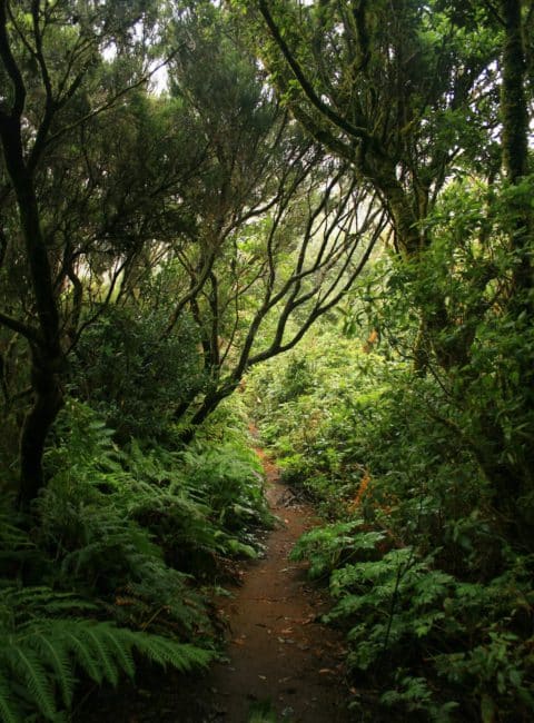 Anaga, Tenerife