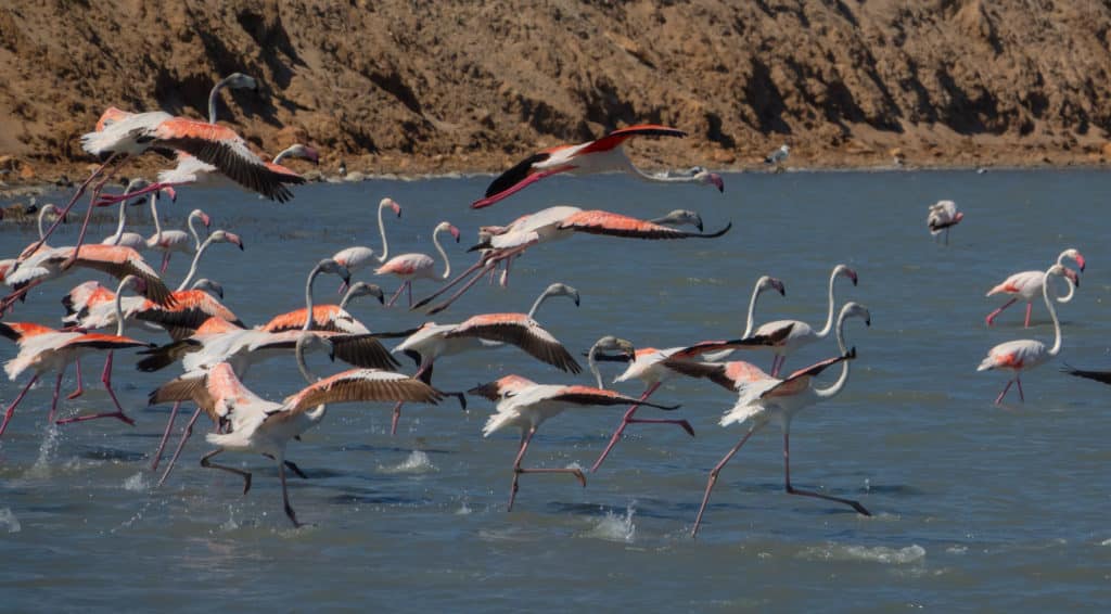 Flamencos rosas en Salina de San Pedro del Pinatar. Por Jarmo V.