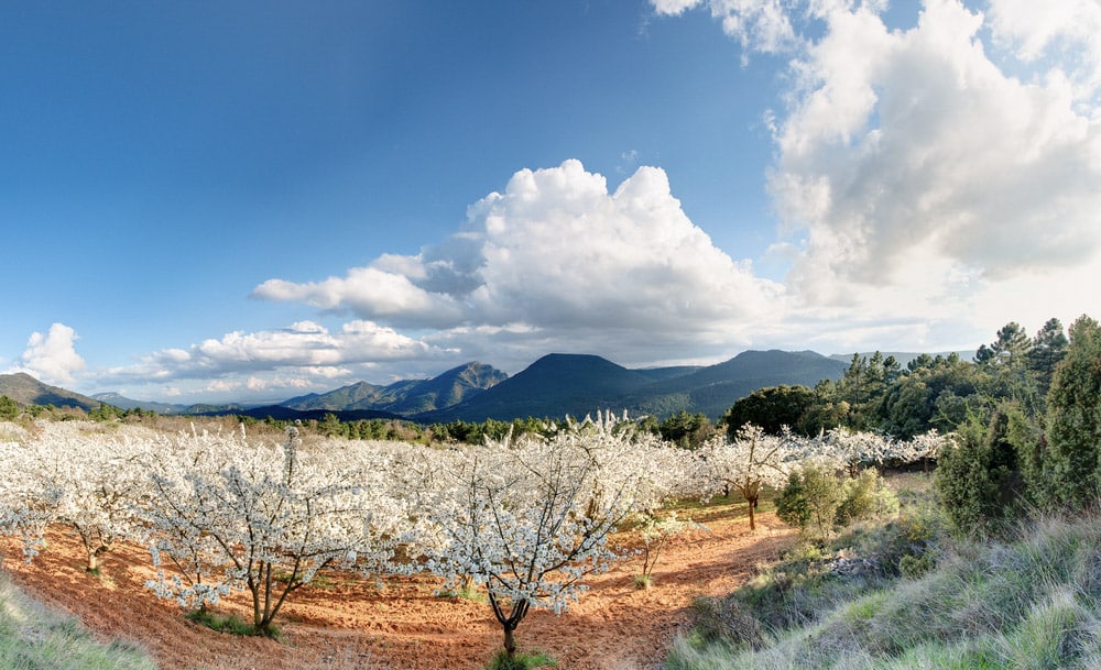Los mejores sitios de Catalunya para ver los cerezos en flor - Barcelona  Secreta