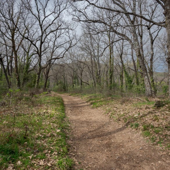 Bosque de la Herrería, en Madrid