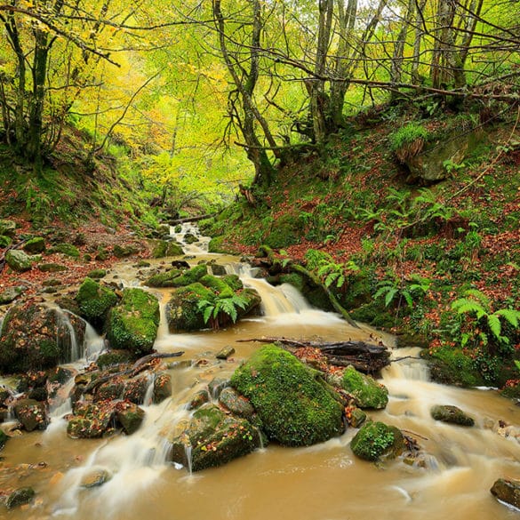 Salto de agua en otoño en el Barranco Verde en el Hayedo de Montegrande, Asturias, España - Waterfall in autumn in the Barranco Verde in the Montegrande beech forest, Asturias, Spain