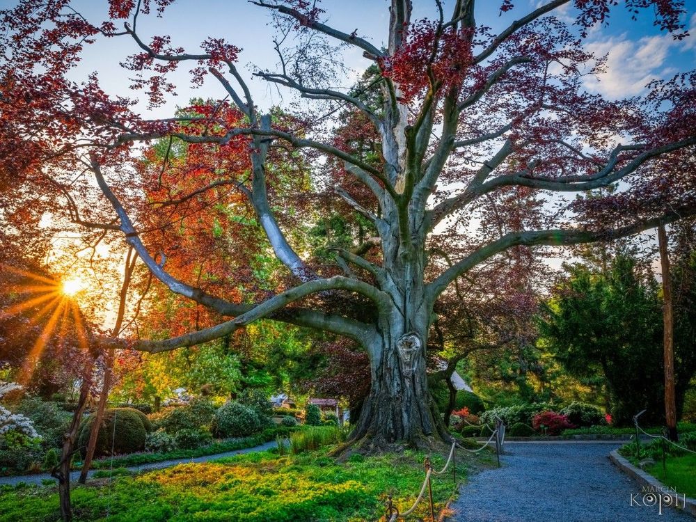 Haya polaca conocida como Heart of Garden.  Página web Tree of the year. Por Marcin Kopij