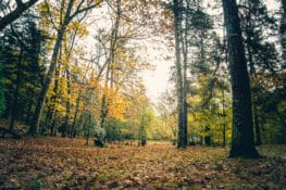 Planes para una escapada rural en otoño en Cantabria